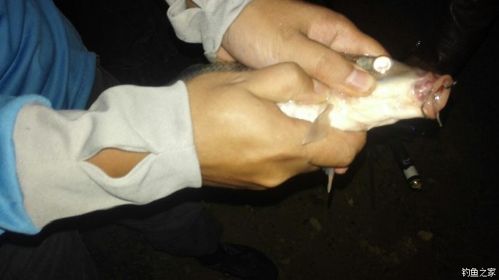 秋浦河冬钓板鲫,夜钓王二河图片