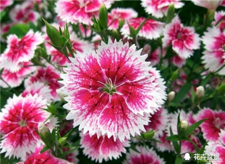 石竹花寓意代表富贵吗,石竹花卉有哪些特点呢