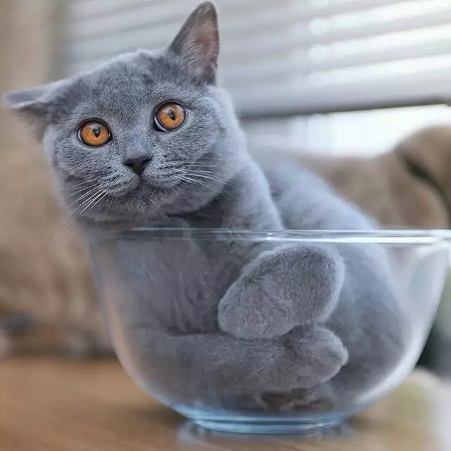 喵星人爆笑合集萌宠,爆笑萌宠大合集关于猫