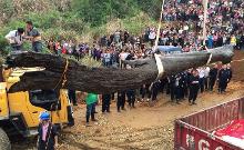 东方神木乌木金丝楠,东方神木乌木馆