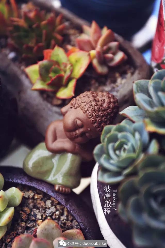 肉肉养在露台夏季要遮阳吗,露养夏天也不遮阳吗