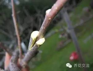 学会这两种嫁接方法，我变成了一个“高技”的花友！