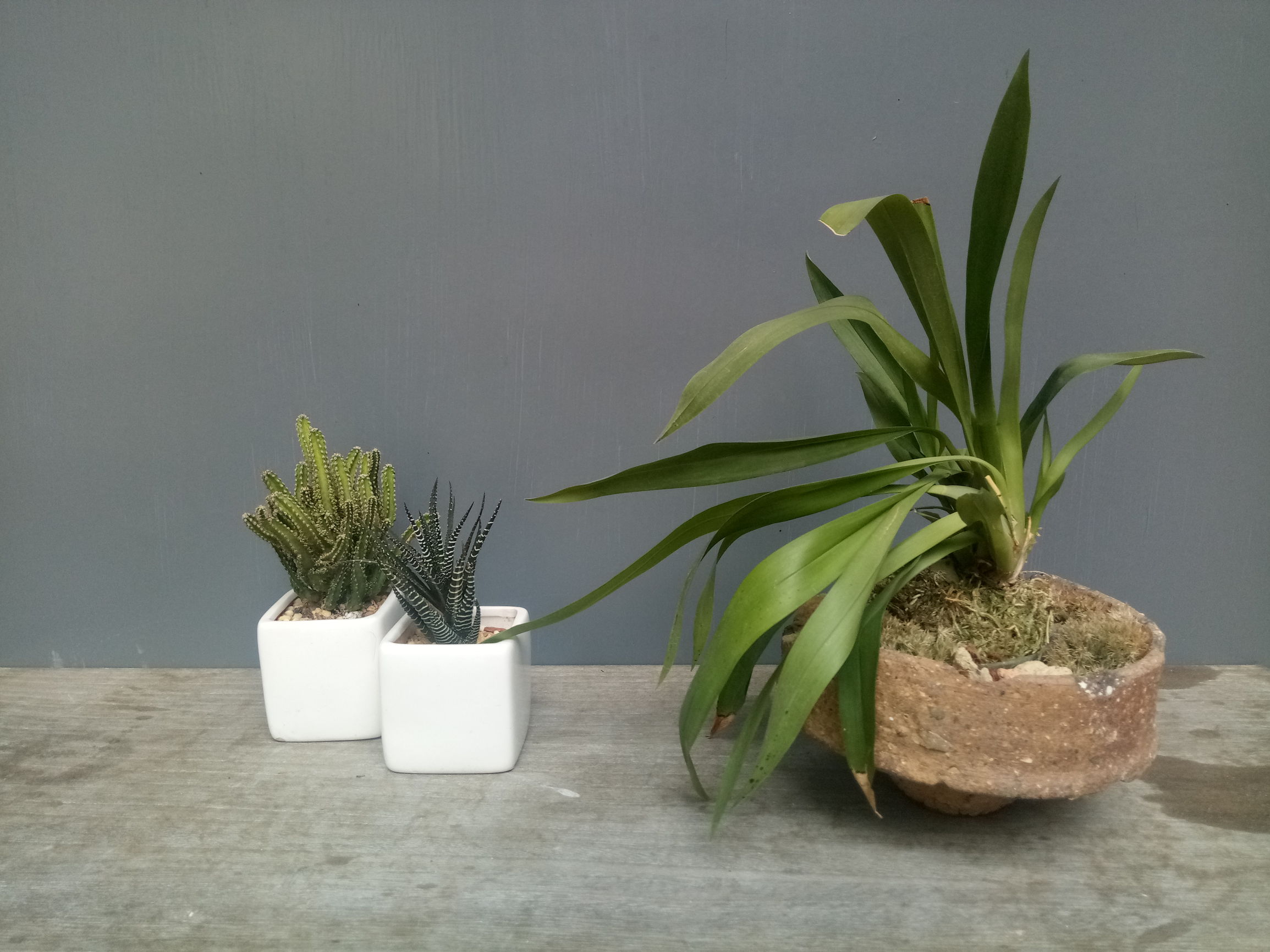 金立s6prom6m6plus,金属光感超强的手机