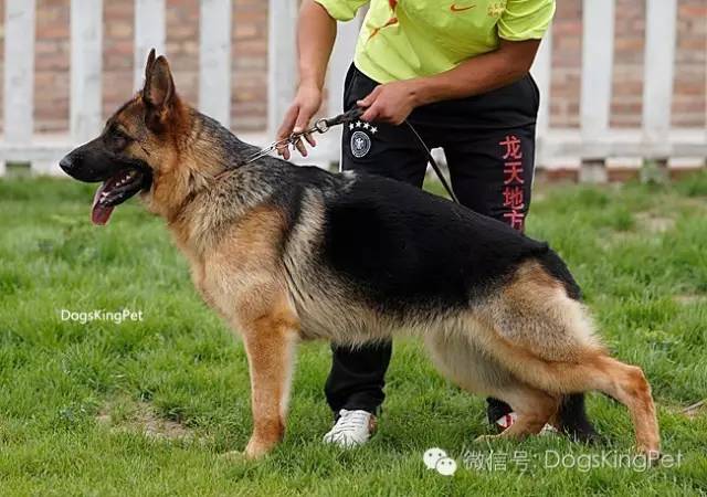 闄曡タ鍜搁槼绉︽簮鐘垗,绉︽簮鐘垗