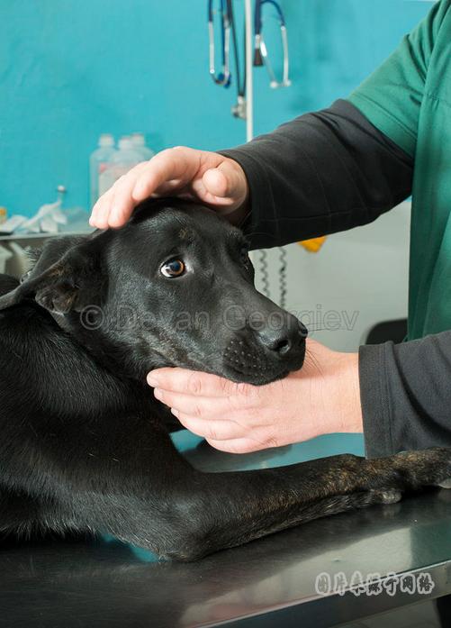 狗狗眼睛发炎打什么消炎针,狗狗眼睛发炎了可以用碘伏吗