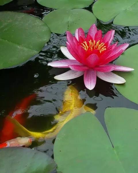 古诗中的鱼诗句,古诗鱼儿