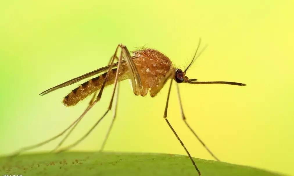 夏天来了怎么防蚊子叮咬,夏天来了什么方法驱赶蚊虫比较好