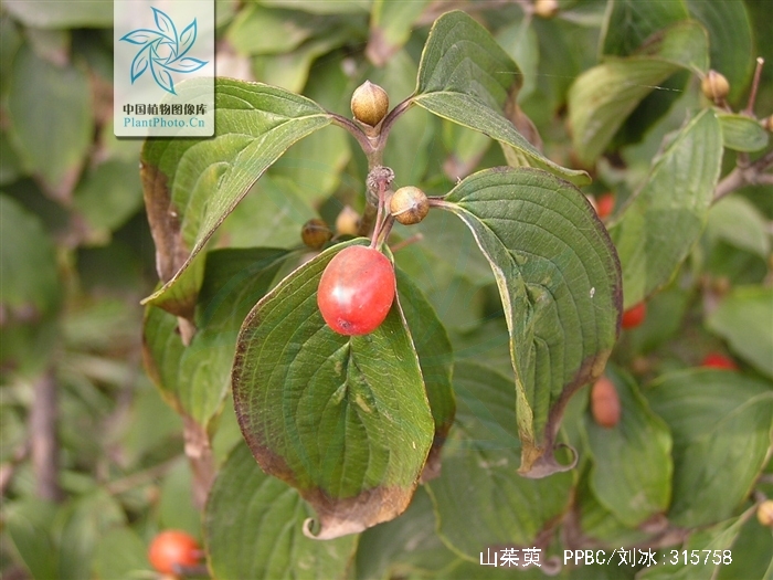 腰膝酸痛耳鸣吃什么中成药,西医怎么治疗腰膝酸软头晕耳鸣