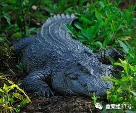 法院网拍活鳄鱼：竞拍者需有合法资质，否则视为悔拍