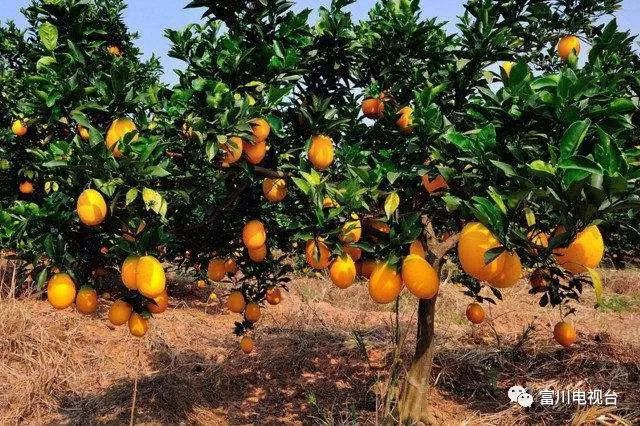 富川自家果园种植脐橙,最新富川脐橙果园