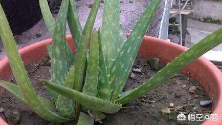 芦荟叶子变紫是什么原因,芦荟叶子变黄了什么原因还有救吗