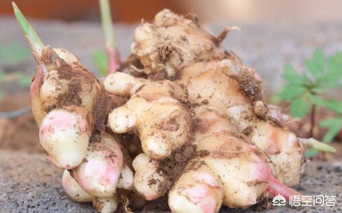 如何种生姜盆栽视频,生姜能不能做盆栽