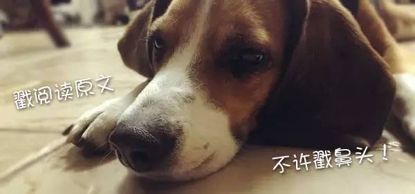 宠物离世如何面对家人,失去宠物怎么走出悲伤要多长时间