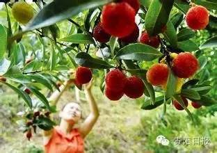 贵阳夏季鲜果采摘全攻略都在这了收好不谢