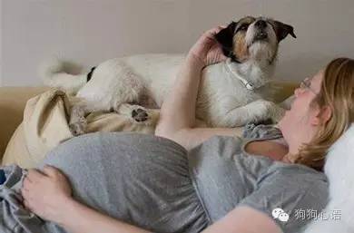 养狗狗可以怀孕吗,怀孕养狗狗的好处