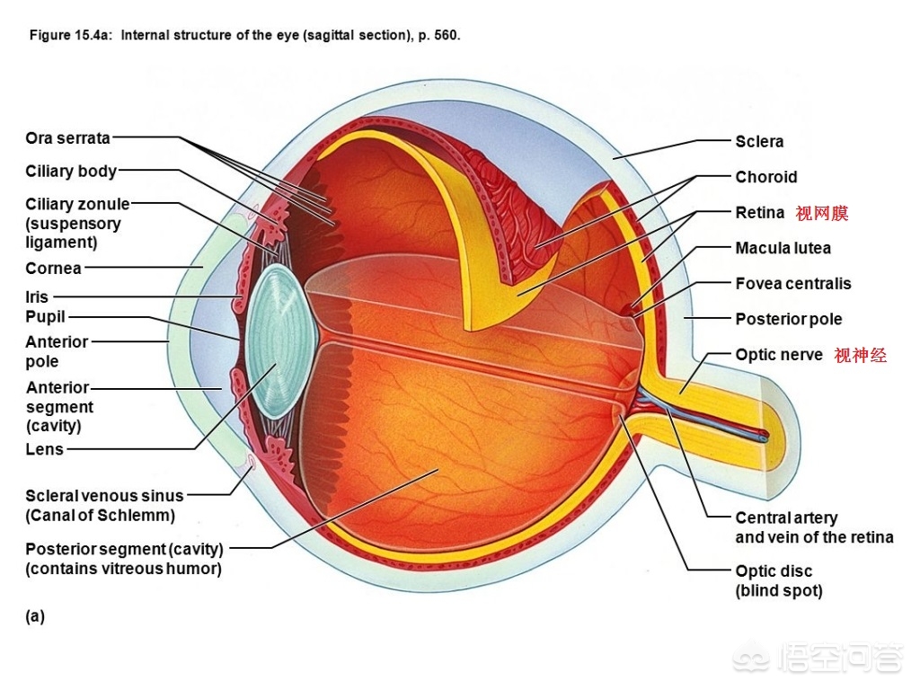 夺去王凤雅小朋友生命的视网膜母细胞瘤能治愈吗？