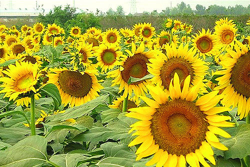 广州南沙新万顷沙百万葵园,看100年的历史去广州