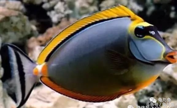 淡海除藻最好的方法,海水除藻