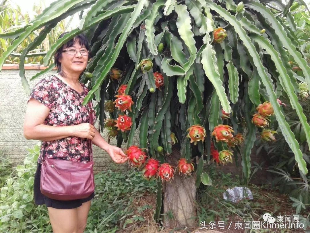 柬埔寨的特色水果有哪些,柬埔寨十大热带水果