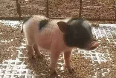 晚报亲子本周六再开蔬菜采摘喂小猪，小朋友抓紧报名啦