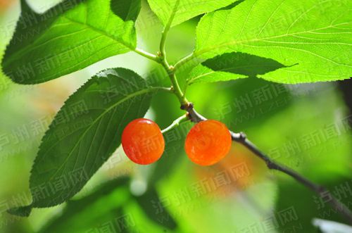 杨梅里有果蝇幼虫能不能吃,杨梅和草莓里面的虫子能吃么