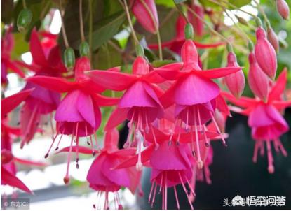 倒挂金钟叶子发蔫能喷水吗,倒挂金钟肥料上多了怎么办