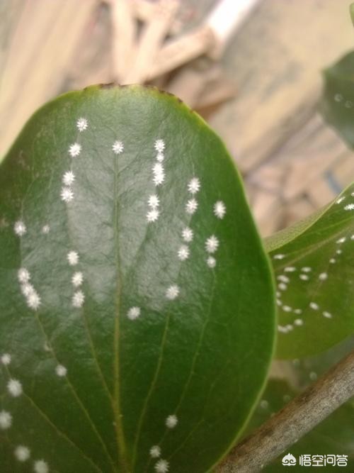 柿子树上长满了小白点一招解决,柿子树上的白点虫子怎么治