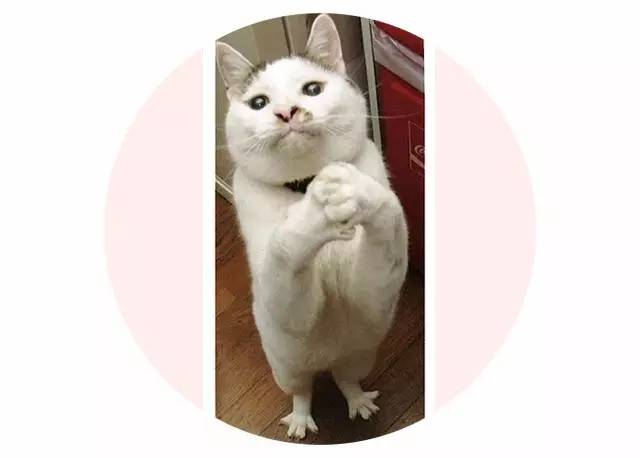 croissant猫咪原视频,croissant猫系列