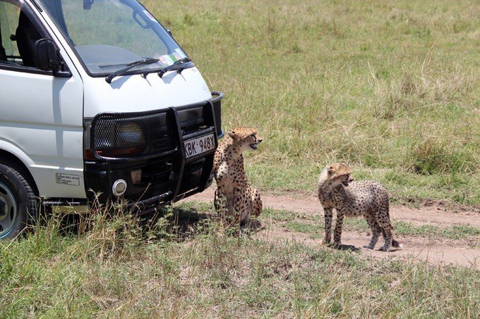 肯尼亚5天难忘的野生动物园,肯尼亚野生动物之旅