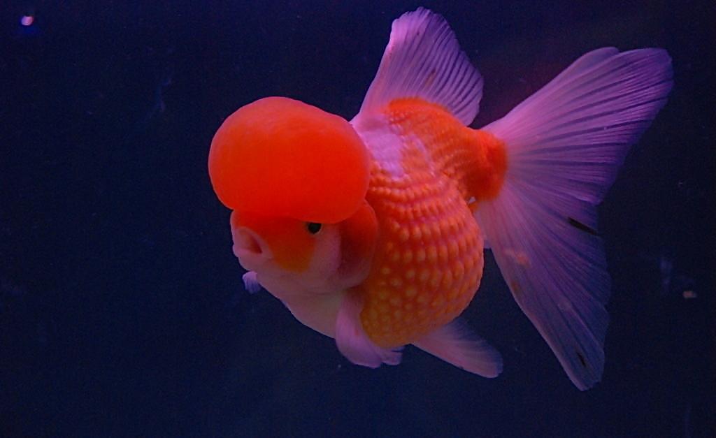 衡水徐氏金鱼,衡水金鱼