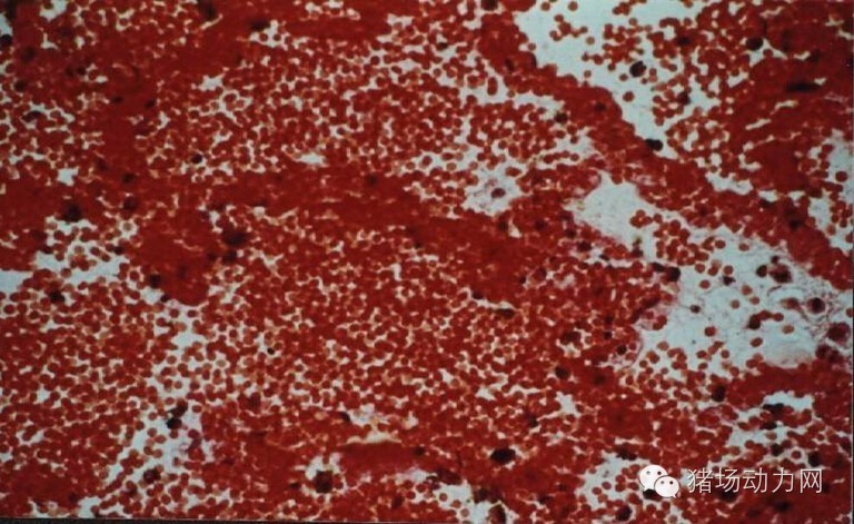 技术传染性胸膜性肺炎的猪病图谱（25张图片，值得收藏）