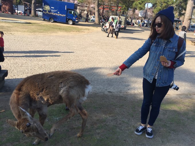 16年的大阪,京都樱花2016