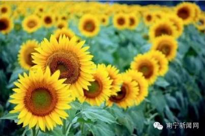 南宁漫山遍野的格桑花盛开,南宁最美小众花海