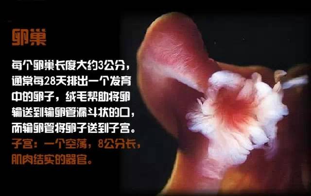 造人计划之前需要做的事,造人计划必须做的事