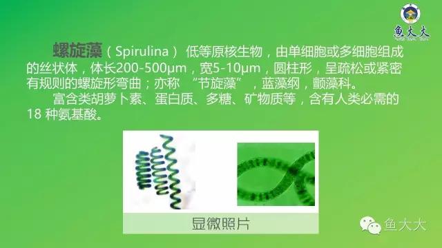 破壁小球藻和螺旋藻有何不同,海洋微藻小球藻螺旋藻