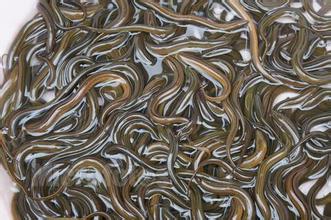 什么食物与黄鳝营养价值比较接近,黄鳝用什么煲汤好吃又营养价值高