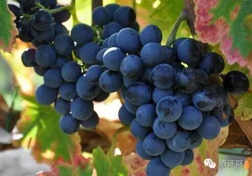 决定啤酒口感的因素,好酒的几个特点