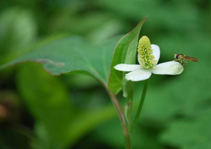 那些被我们随手扔掉的中药,那些被我们扔掉的中药