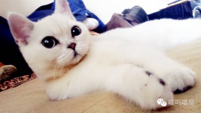 关于猫癣的一些小知识,预防猫咪疾病知识贴