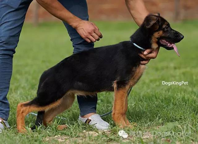 干将犬舍：魔力兹后代and皮诺后代