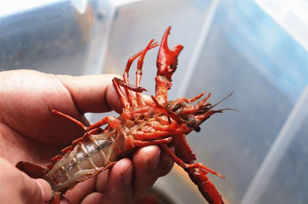 金湖龙虾正宗,金湖精品龙虾