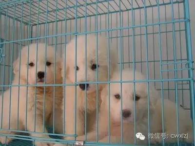 一只小宠物狗多少钱,宠物店卖一只猫能赚多少钱