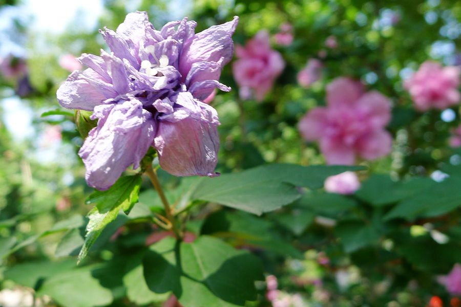 朝开暮落，转“蕣”即逝，植物里的人生况味
