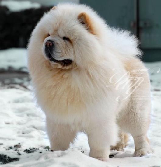 松狮霸气,松狮犬霸气视频