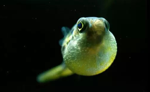 鱼缸清洁利器用什么鱼,实用鱼缸清洗工具大全图解