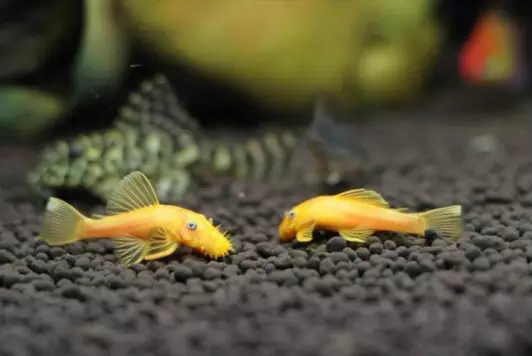 鱼缸清洁利器用什么鱼,实用鱼缸清洗工具大全图解