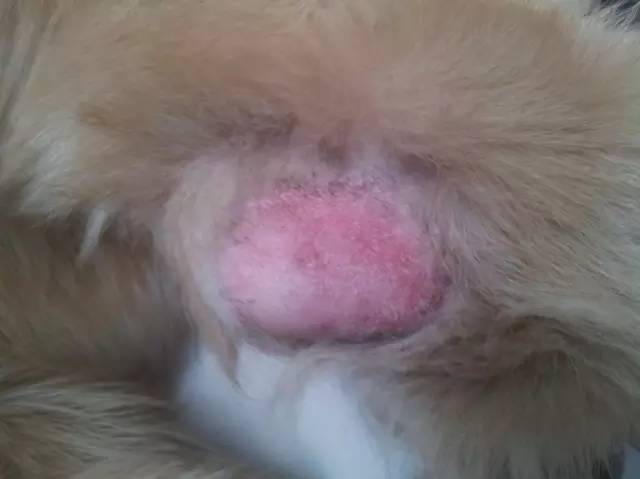 狗狗夏日皮肤护理：和皮屑、瘙痒、红疹说拜拜！狗大夫微课堂回顾