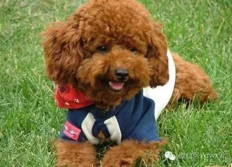 一只小宠物狗多少钱,宠物店卖一只猫能赚多少钱