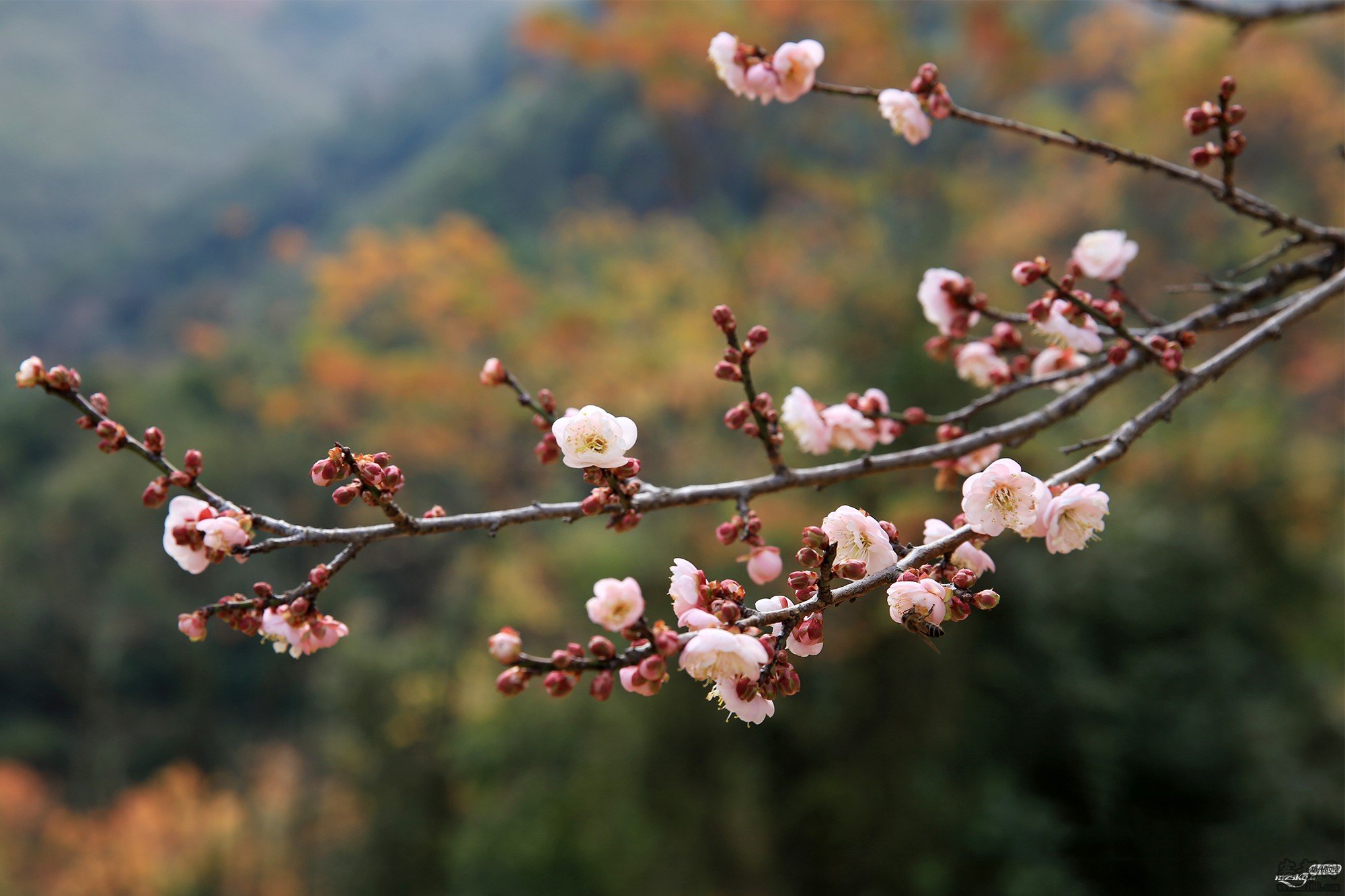 日本有樱花中国有什么花,日本有樱花还有什么花
