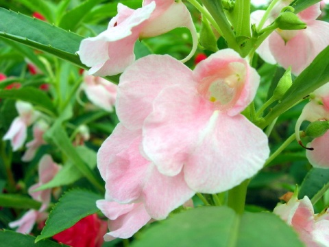 真正的“世界之花”是它，埃及艳后用它染头发，中国人最熟悉